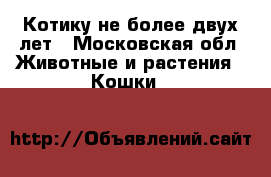 Котику не более двух лет - Московская обл. Животные и растения » Кошки   